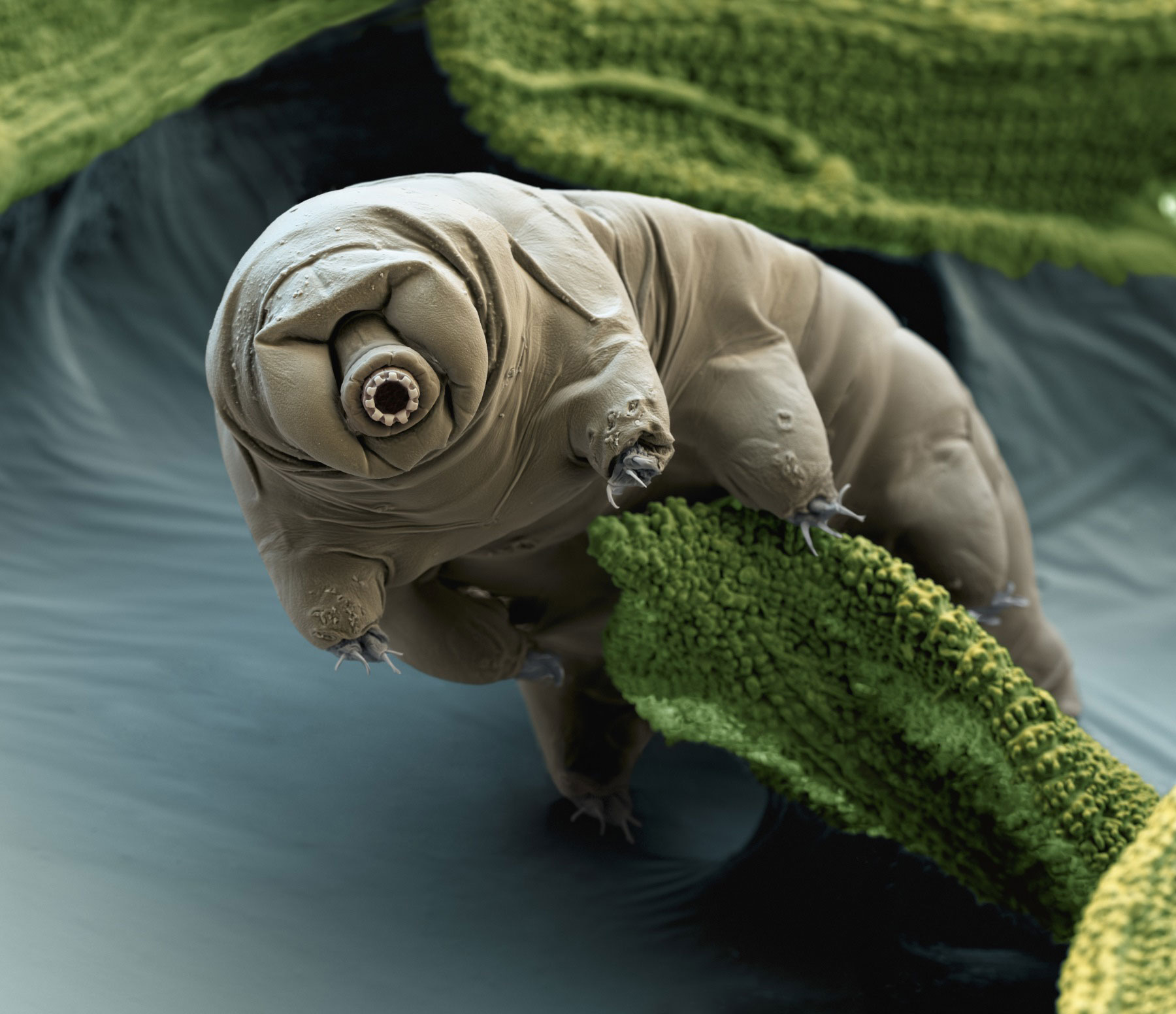 tardigrade electron scanning colorized outer space orginizum ufo