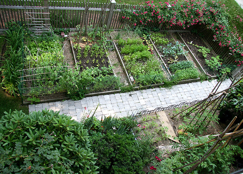 good vegetable garden