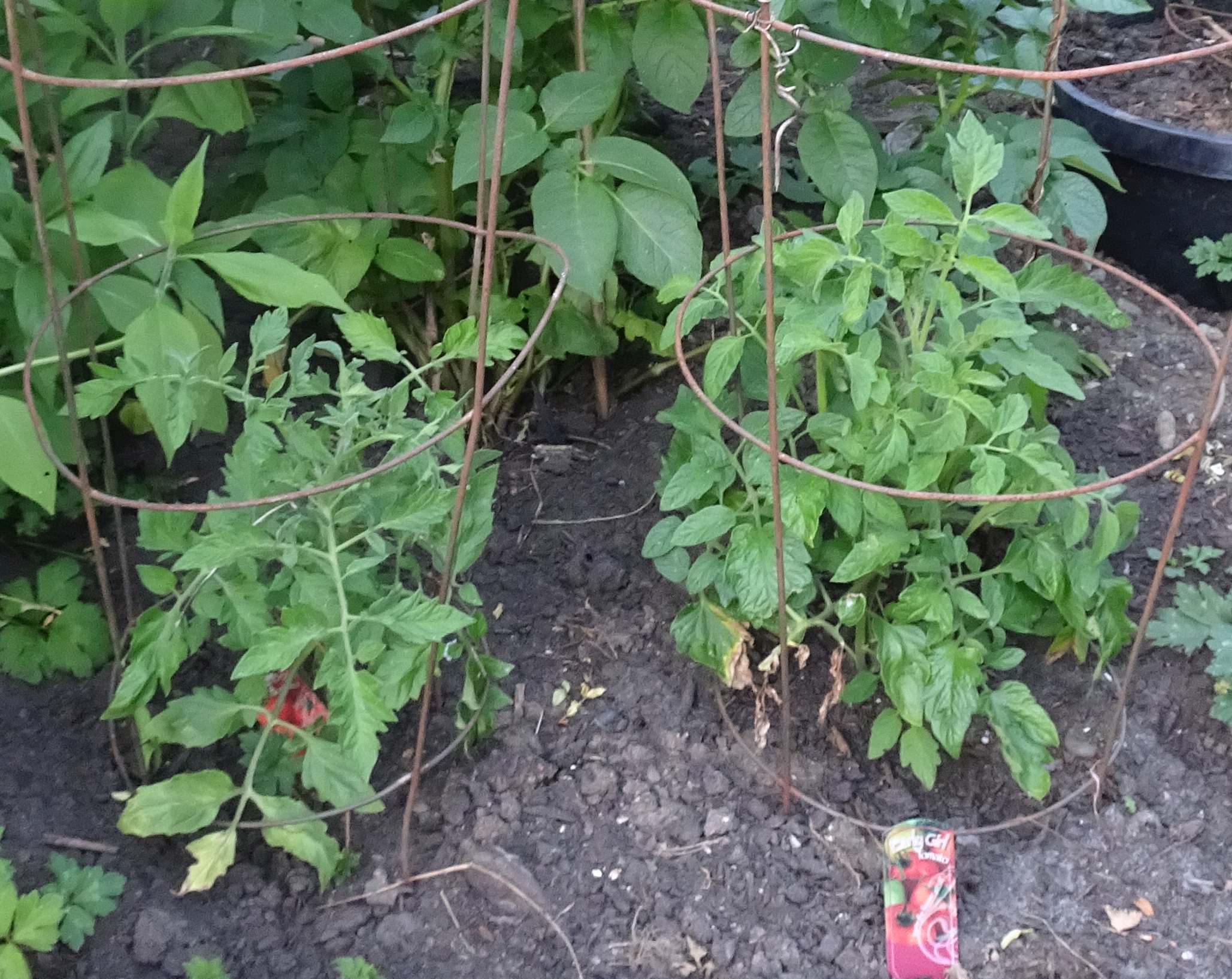2017 06 27 n Vancouver seymour dc tomato garden
